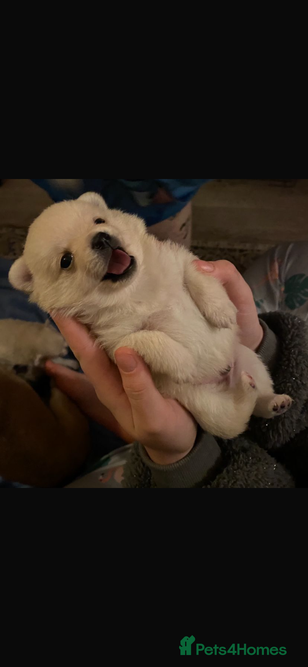 Pomeranian dogs for stud: 2kg, KC Registered, Proven, Pomeranian  in Cardiff - Advert 35