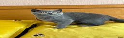 British Shorthair cats for sale: Gccf registered kittens  - Advert 28