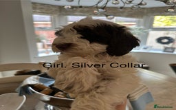 Cockapoo dogs for sale: Cockapoo puppies. Fully DNA tested.  - Image 30