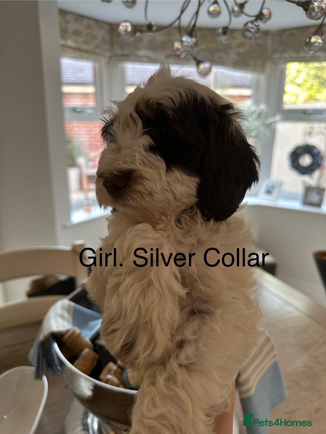 Cockapoo dogs for sale: Cockapoo puppies. Fully DNA tested.  - Image 30