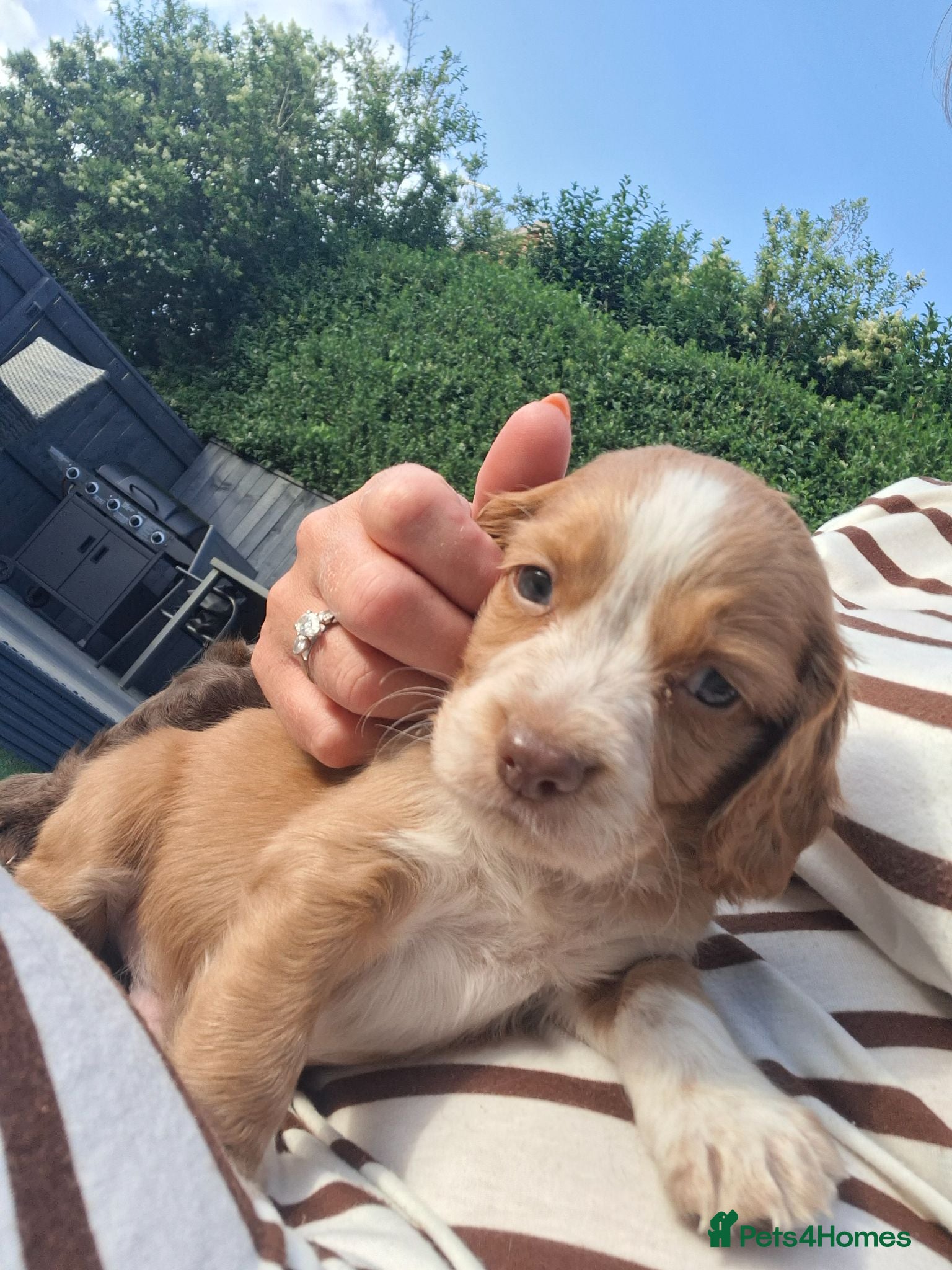 Cocker Spaniel dogs Cocker spaniel puppies  - Advert 14