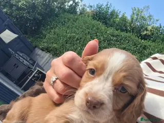 Cocker Spaniel dogs Cocker spaniel puppies - Advert 14