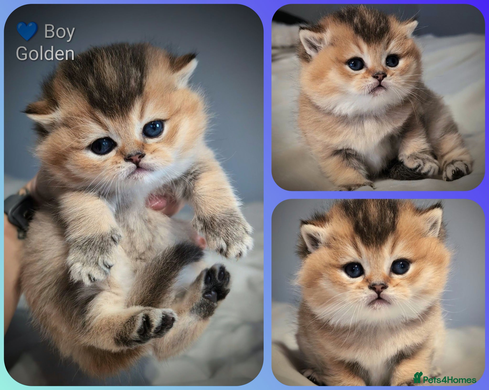 British Shorthair cats 🐾6 weeks old 🔴 LAST KITTEN 💙 BOY 🐾 GCCF & TICA - Advert 1