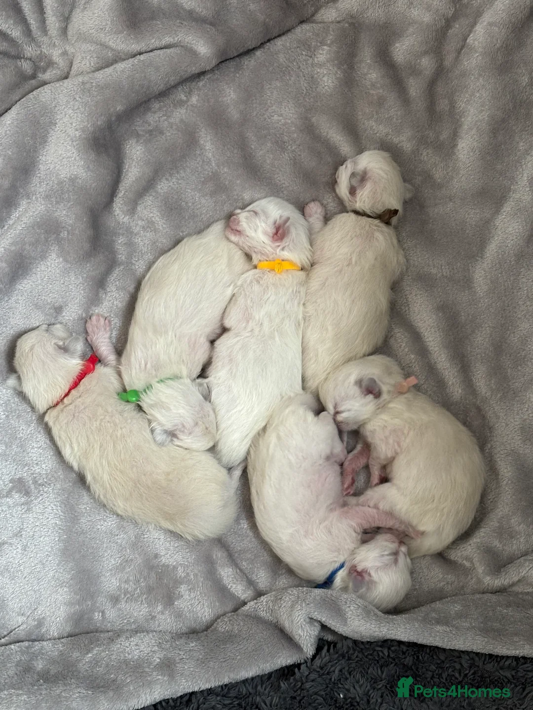 Ragdoll cats for sale: ✨ 6 beautiful ragdoll kittens ✨ - Advert 16