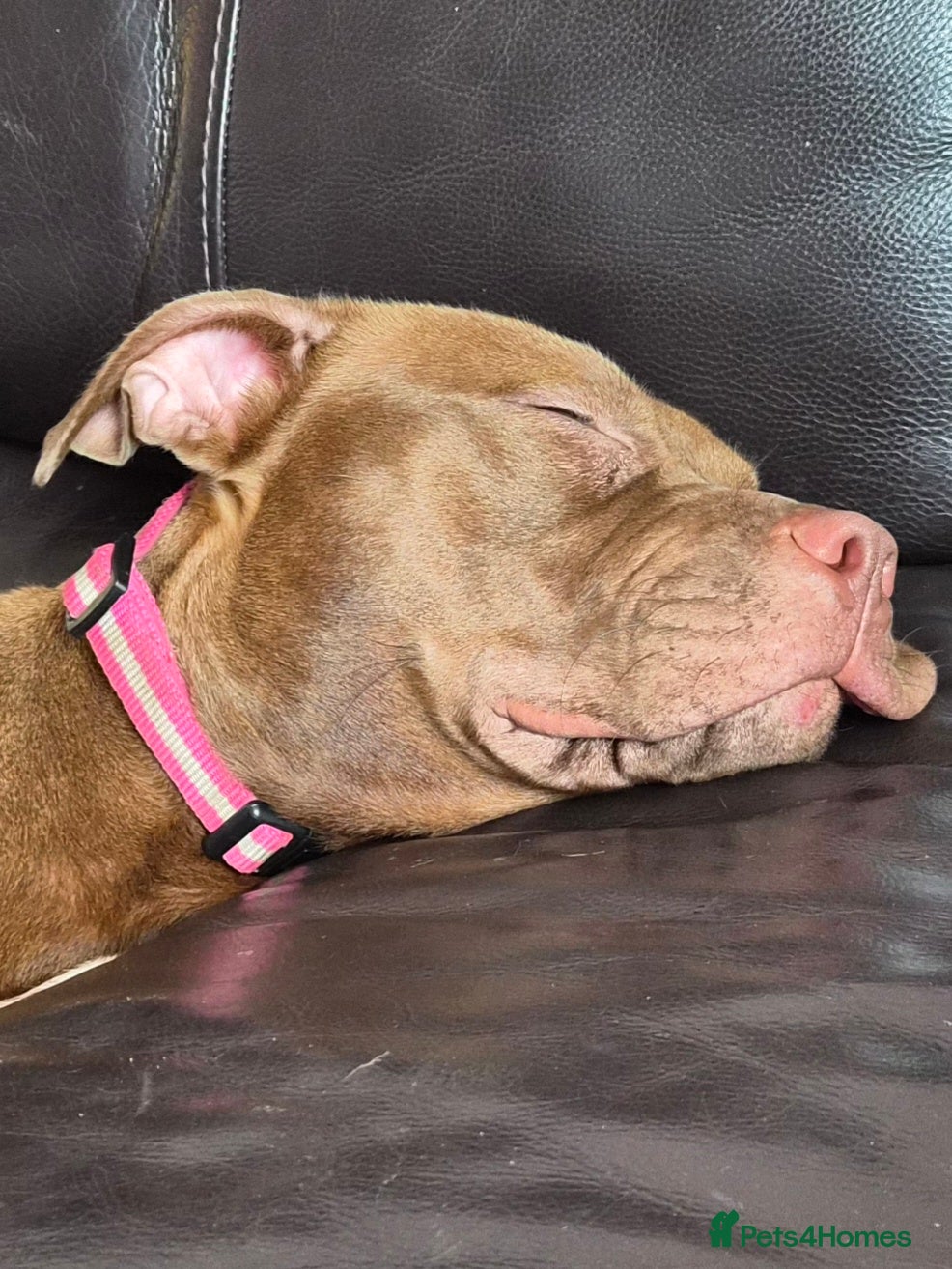 Staffordshire Bull Terrier dogs Lively and lovable Staffy girl, aged 3,  - Advert 1