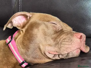 Staffordshire Bull Terrier dogs Lively and lovable Staffy girl, aged 3, - Advert 1