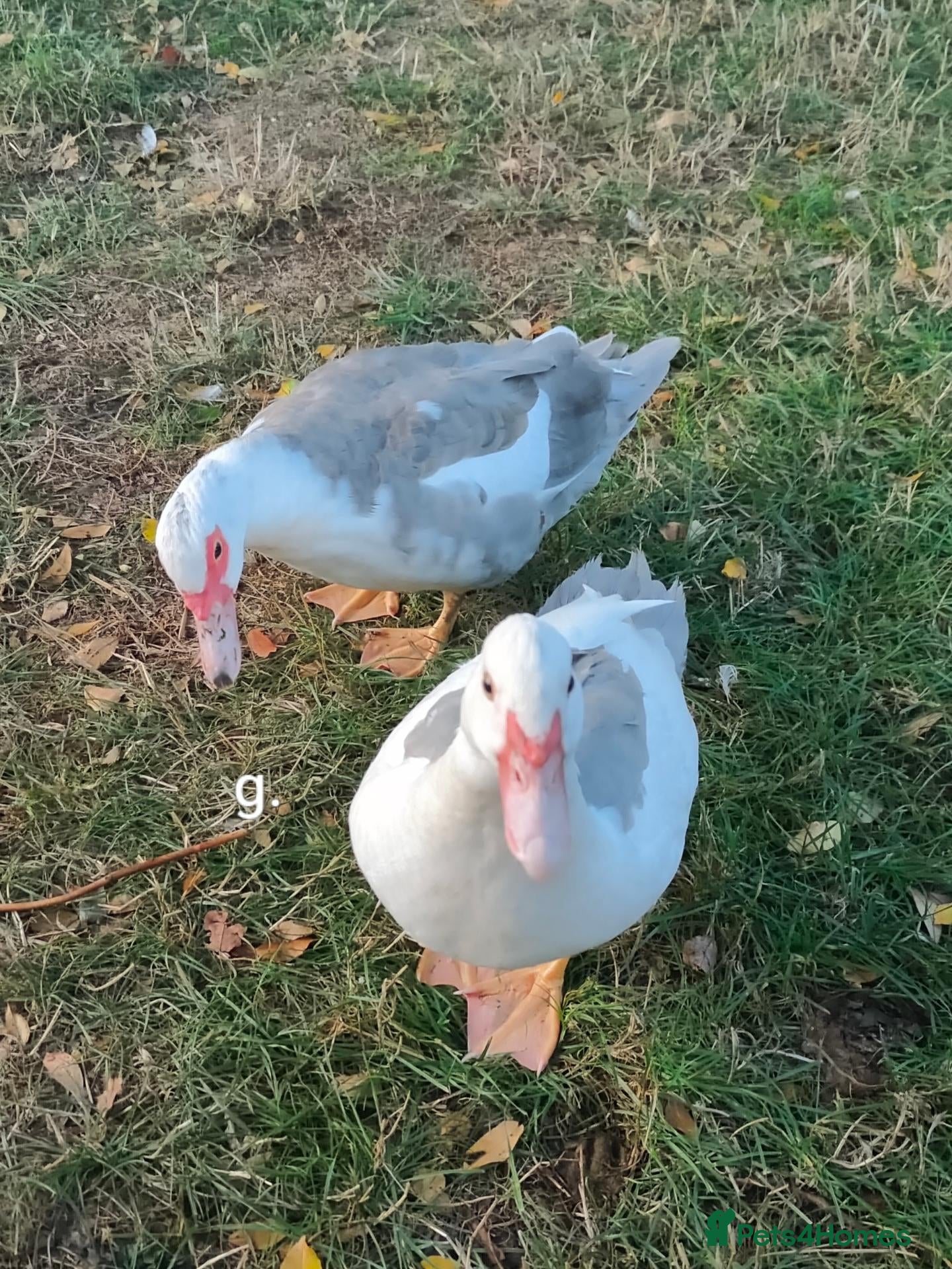 Ducks poultry Muscovy Ducks for sale - Advert 12