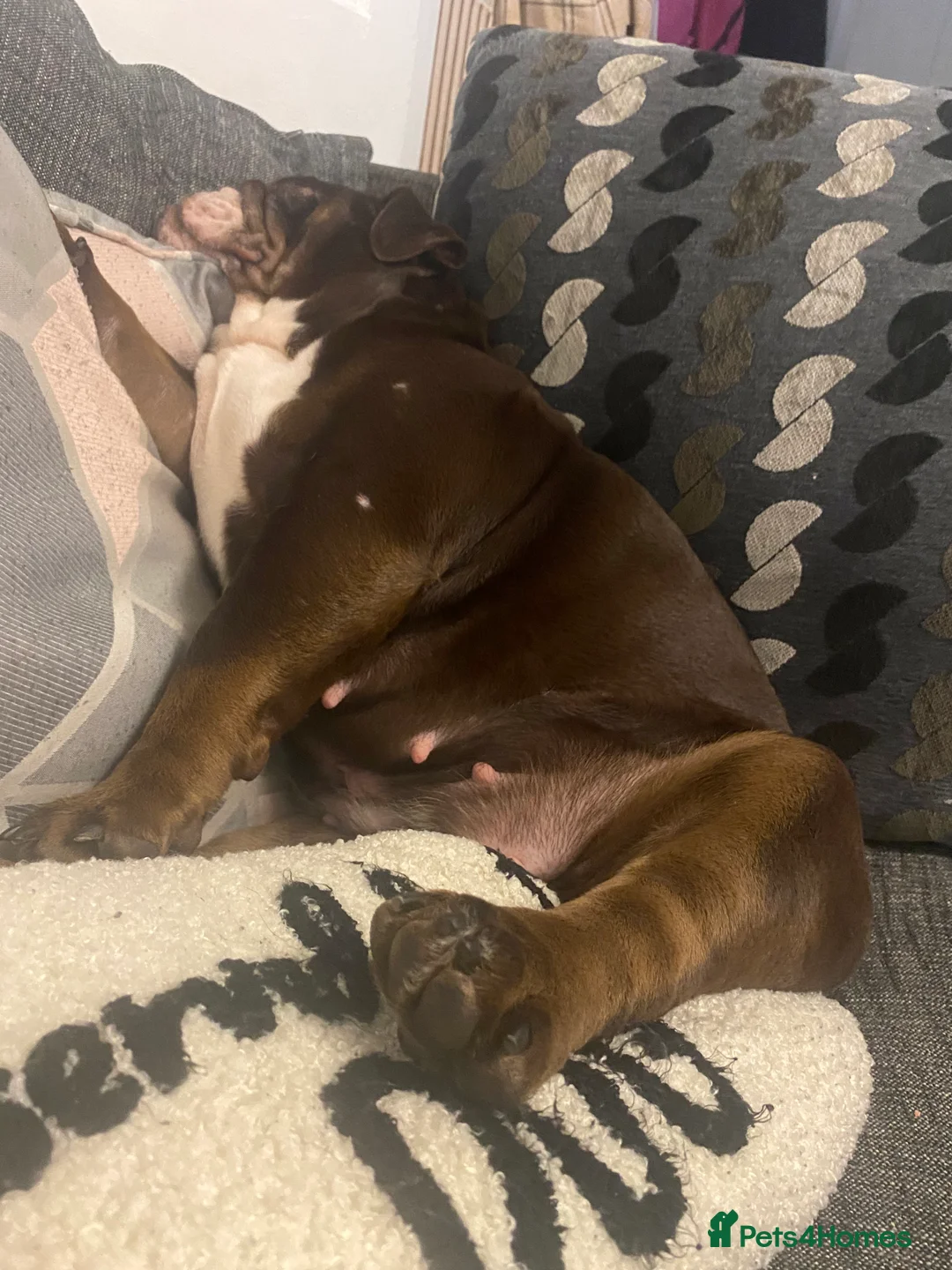 English Bulldog dogs for sale: 19 month old british bulldog female - Advert 2