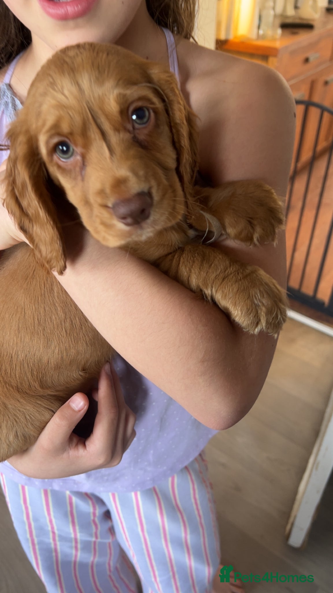 Cocker Spaniel dogs Purebred cocker spaniel puppies available  - Advert 2