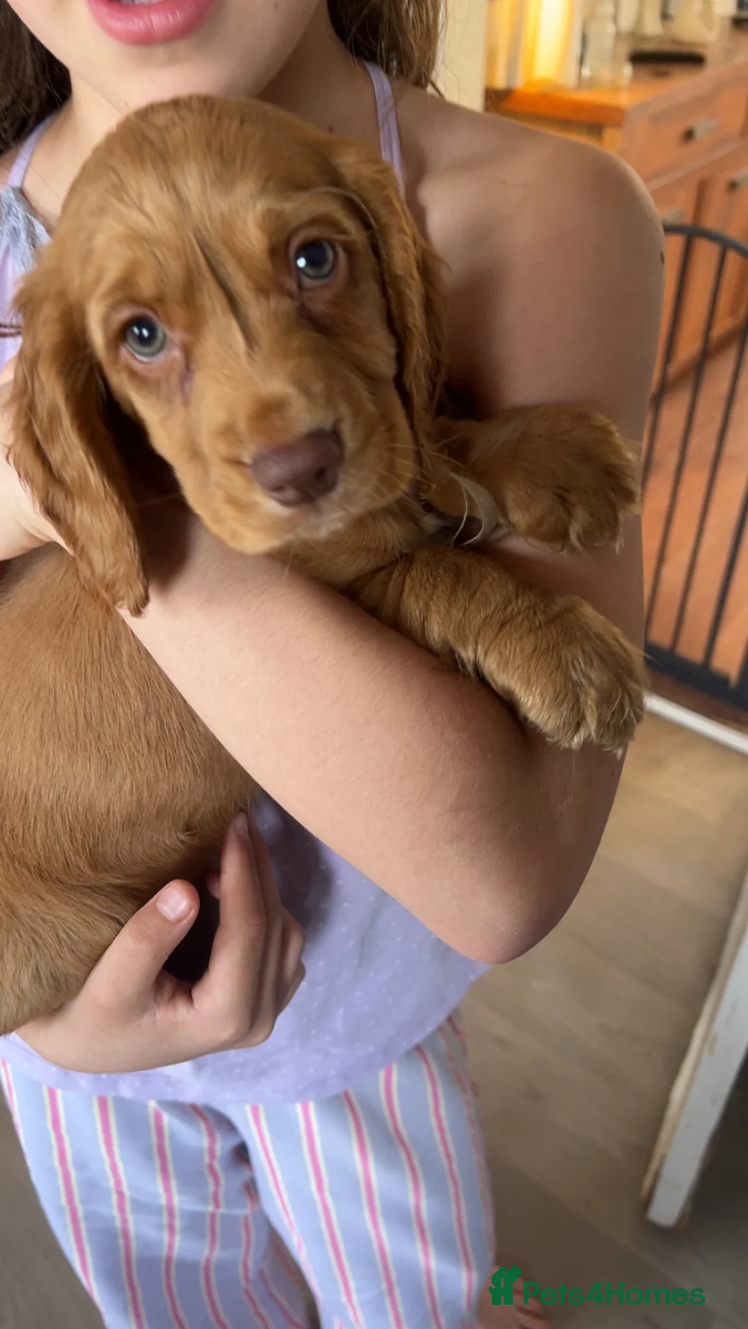 Cocker Spaniel dogs for sale: Purebred cocker spaniel puppies available  - Advert 2