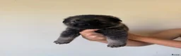 German Shepherd dogs for sale: German Shepherd Puppies - Advert 17