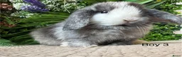 Mini Lop rabbits for sale: Stunning Mini Lops - Advert 8