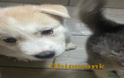 Siberian Husky dogs for sale: Beautiful Husky Puppies  - Image 16