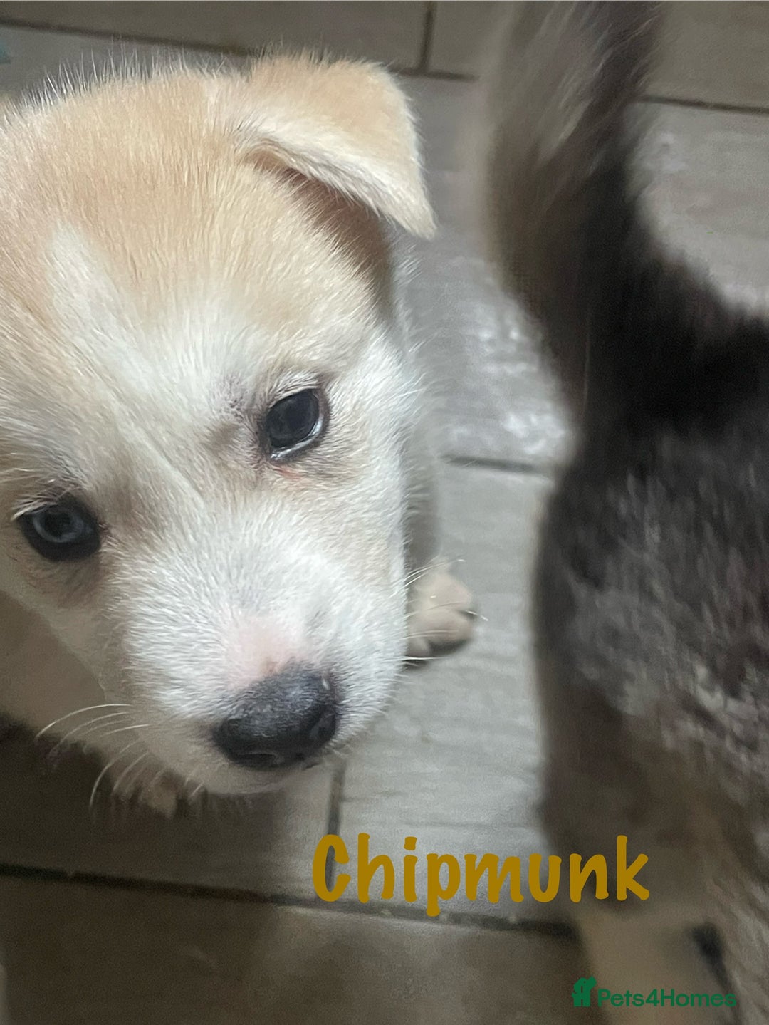 Siberian Husky dogs for sale: Beautiful Husky Puppies  - Image 16