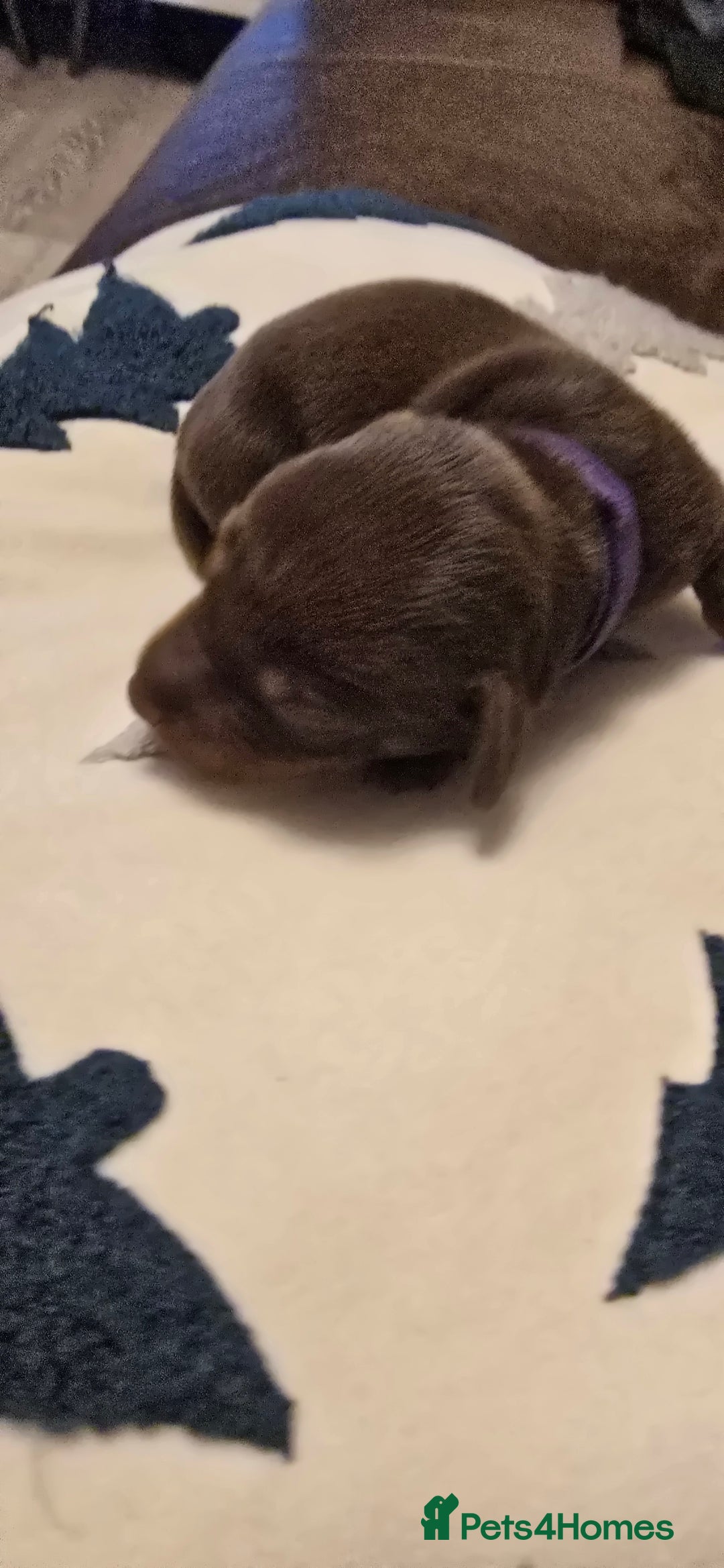 Miniature Dachshund dogs for sale: KC registered miniature Dachshund 🐶  - Advert 15