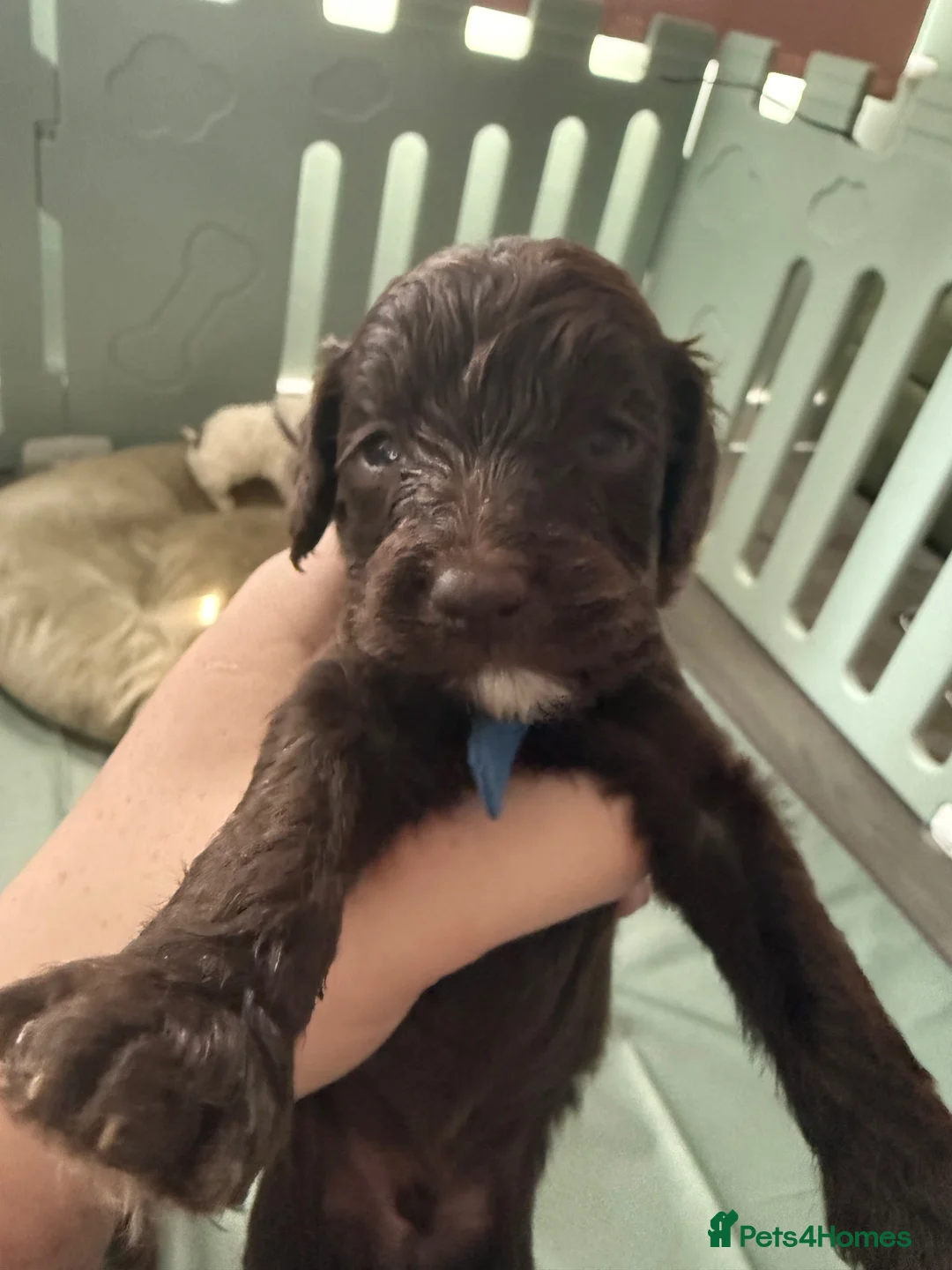 Cockapoo dogs for sale: F1B cockapoo puppies  in Towcester - Advert 17