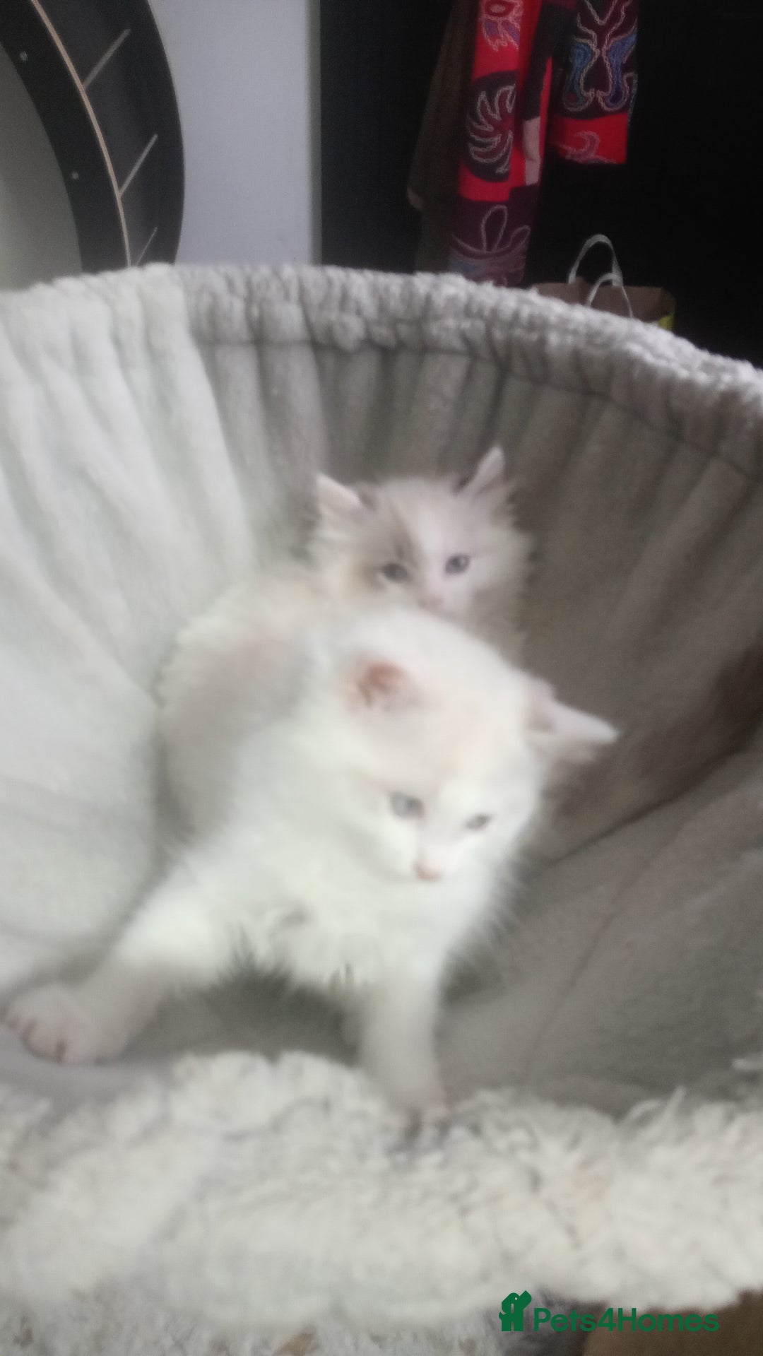 Ragdoll cats for sale: Beautiful full ragdoll kittens £695 - Advert 28