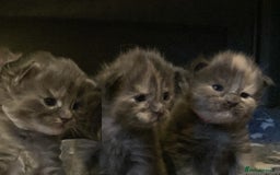 Maine Coon cats for sale: GCCF Blue Torbie Maine Coon Kittens - 3 girls - Advert 2