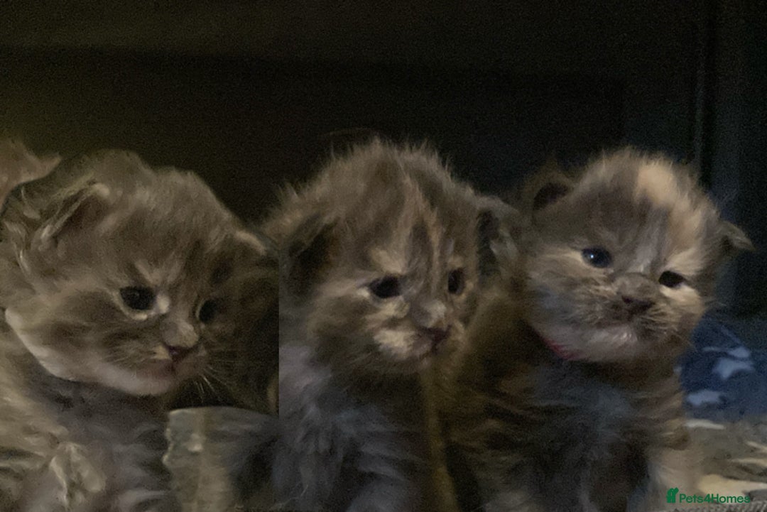 Maine Coon cats for sale: GCCF Blue Torbie Maine Coon Kittens - 3 girls - Advert 2