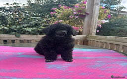 Miniature Poodle dogs for sale: Signature Miniature Poodle Puppies - Image 4