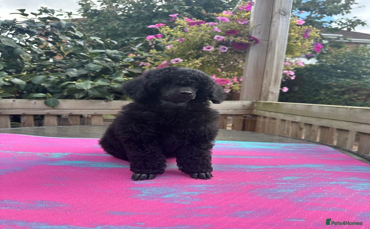 Miniature Poodle dogs - Advert 6