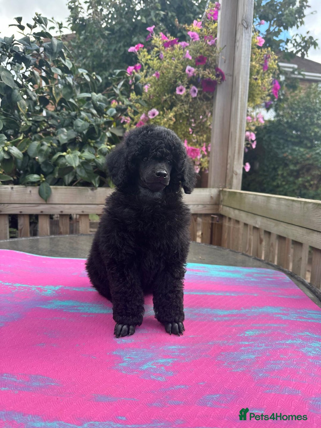 Miniature Poodle dogs for sale: Signature Miniature Poodle Puppies - Image 4