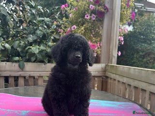 Miniature Poodle dogs - Advert 3