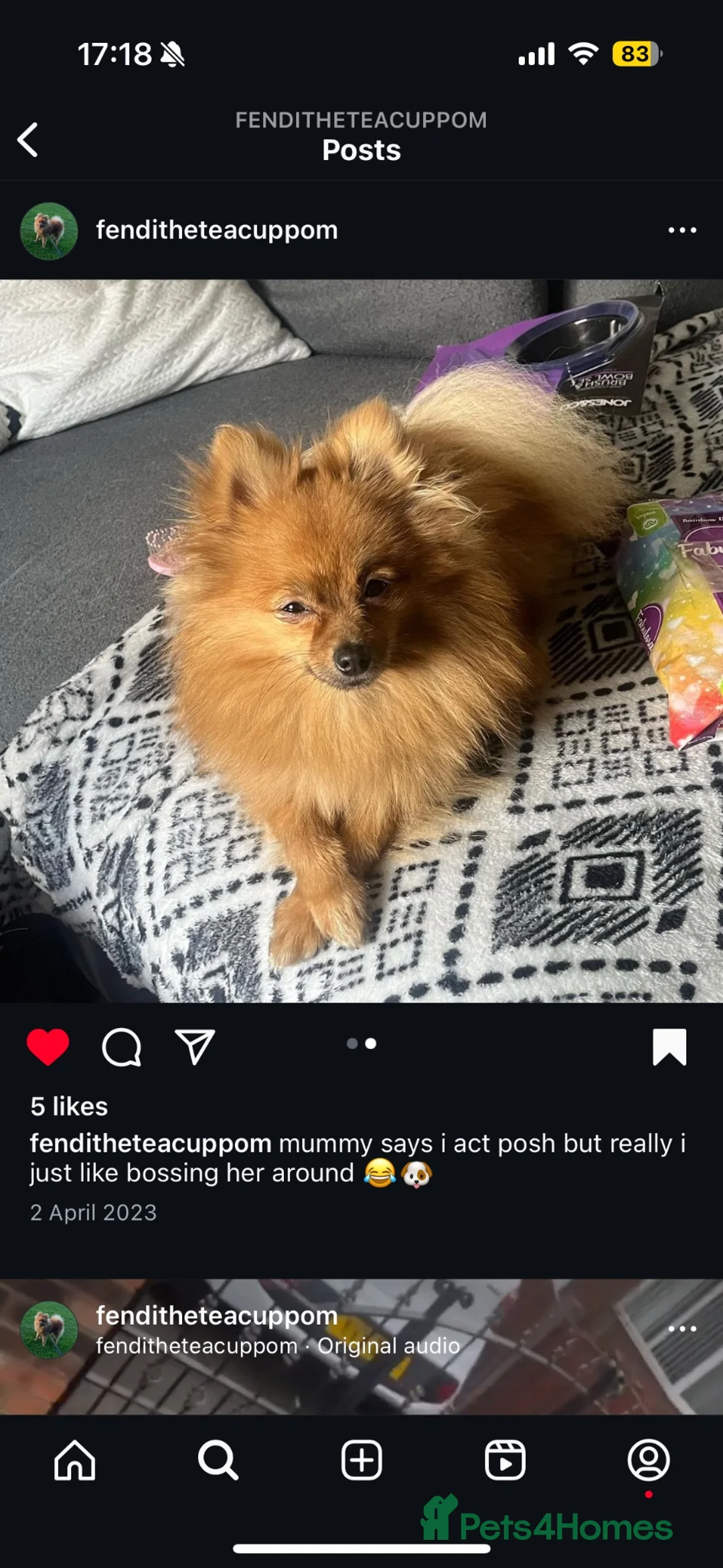 Mixed Breed dogs for sale: Gorgeous puppies  - Advert 2