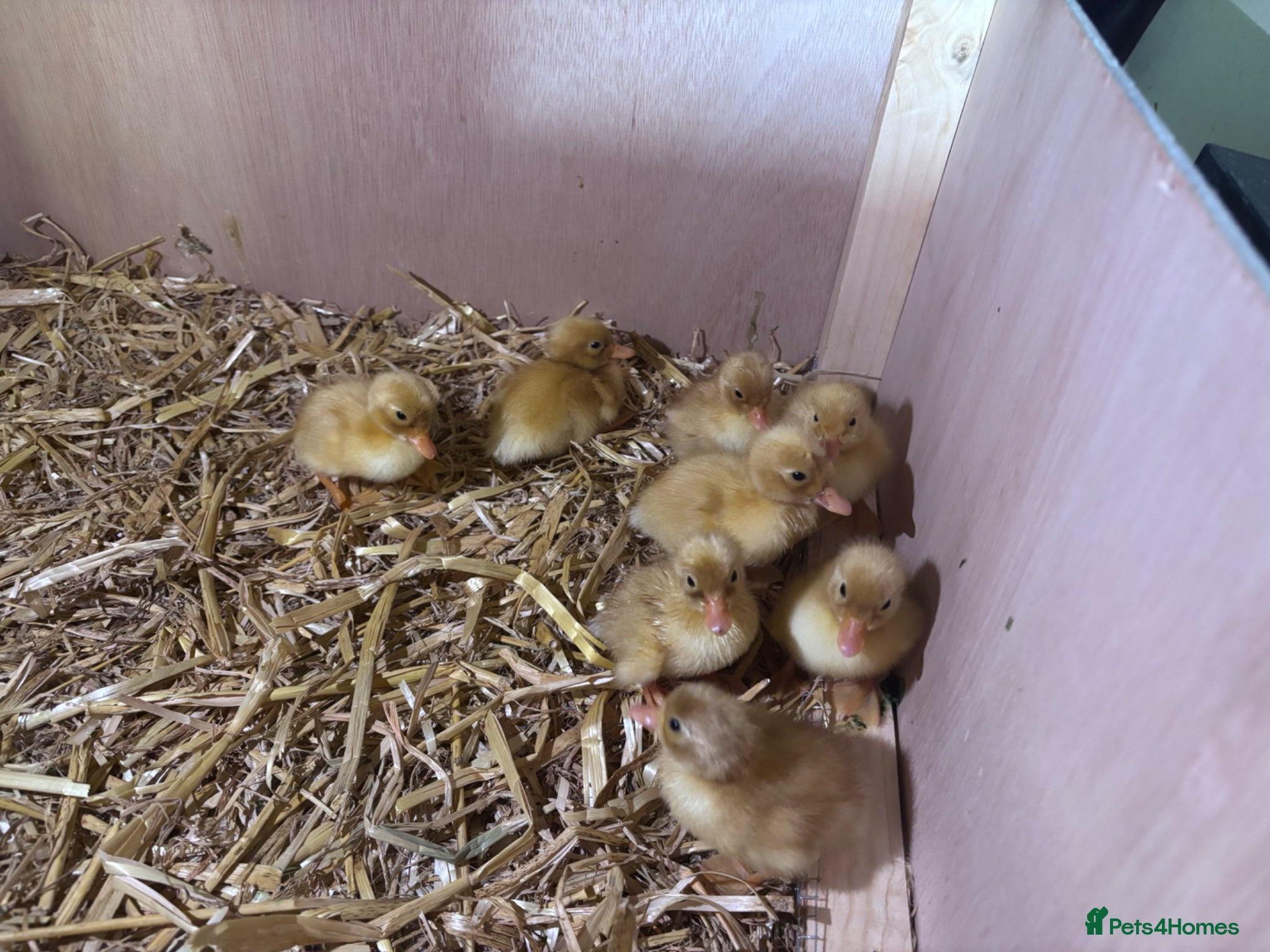 Ducks poultry white call ducklings for sale  - Advert 5