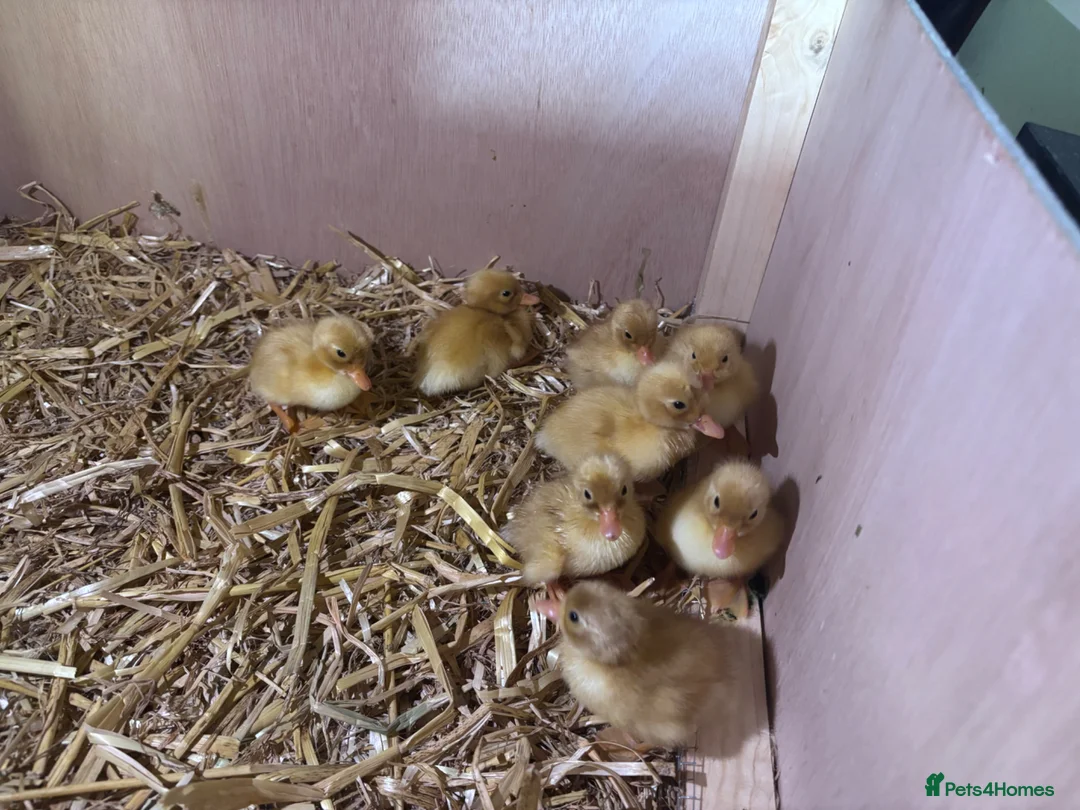 Ducks poultry for sale: white call ducklings for sale  in Basingstoke - Advert 1