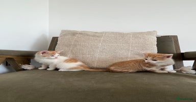 Mixed Breed cats in Cullompton - Advert 8