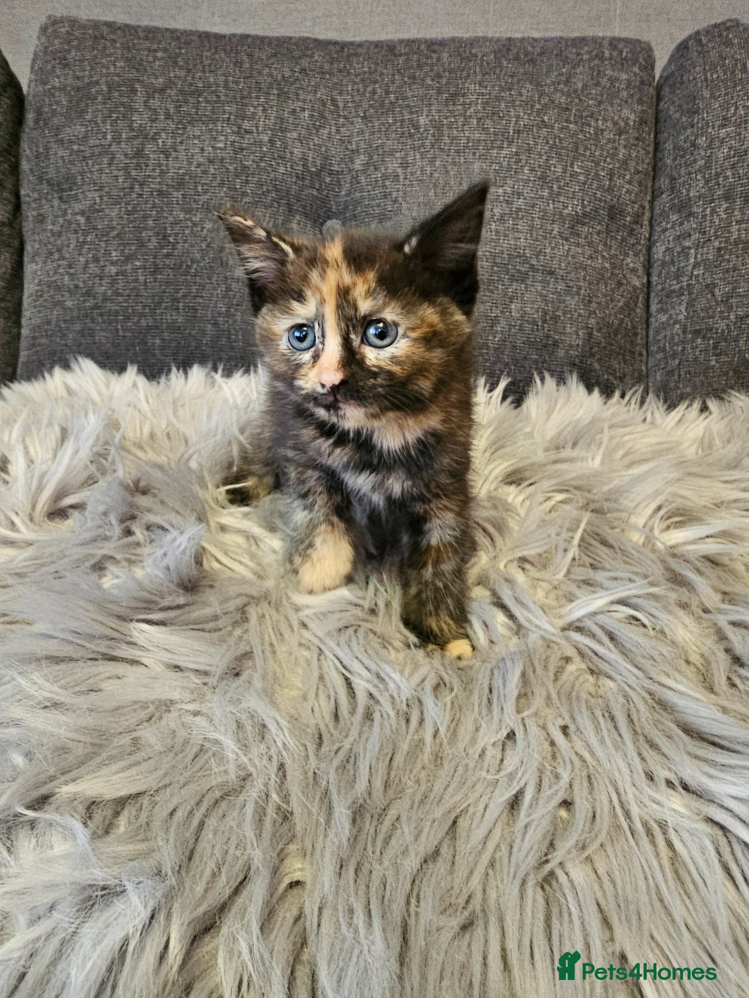 Mixed Breed cats for sale: Maine Mix Kittens - Advert 1