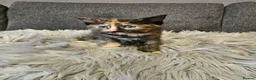Mixed Breed cats for sale: Cute kittens in Leeds - Advert 7