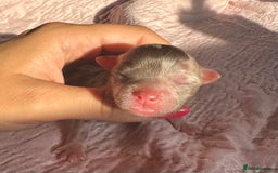 Chihuahua dogs for sale: Chocolate Merle Longhair Chihuahua,1boy 1girl left - Image 16