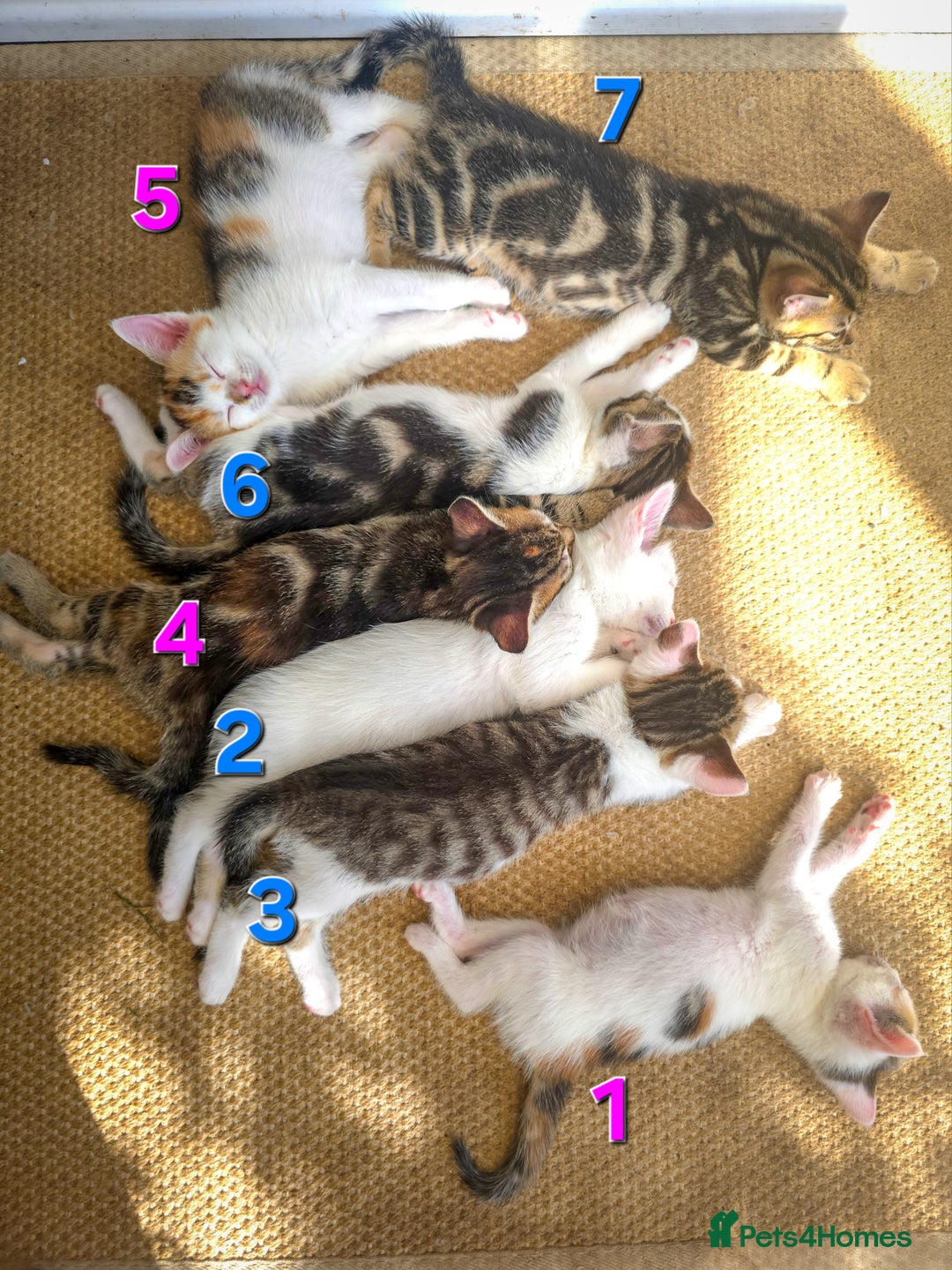 Mixed Breed cats for sale: 7 adorable kittens looking for loving homes - Image 4