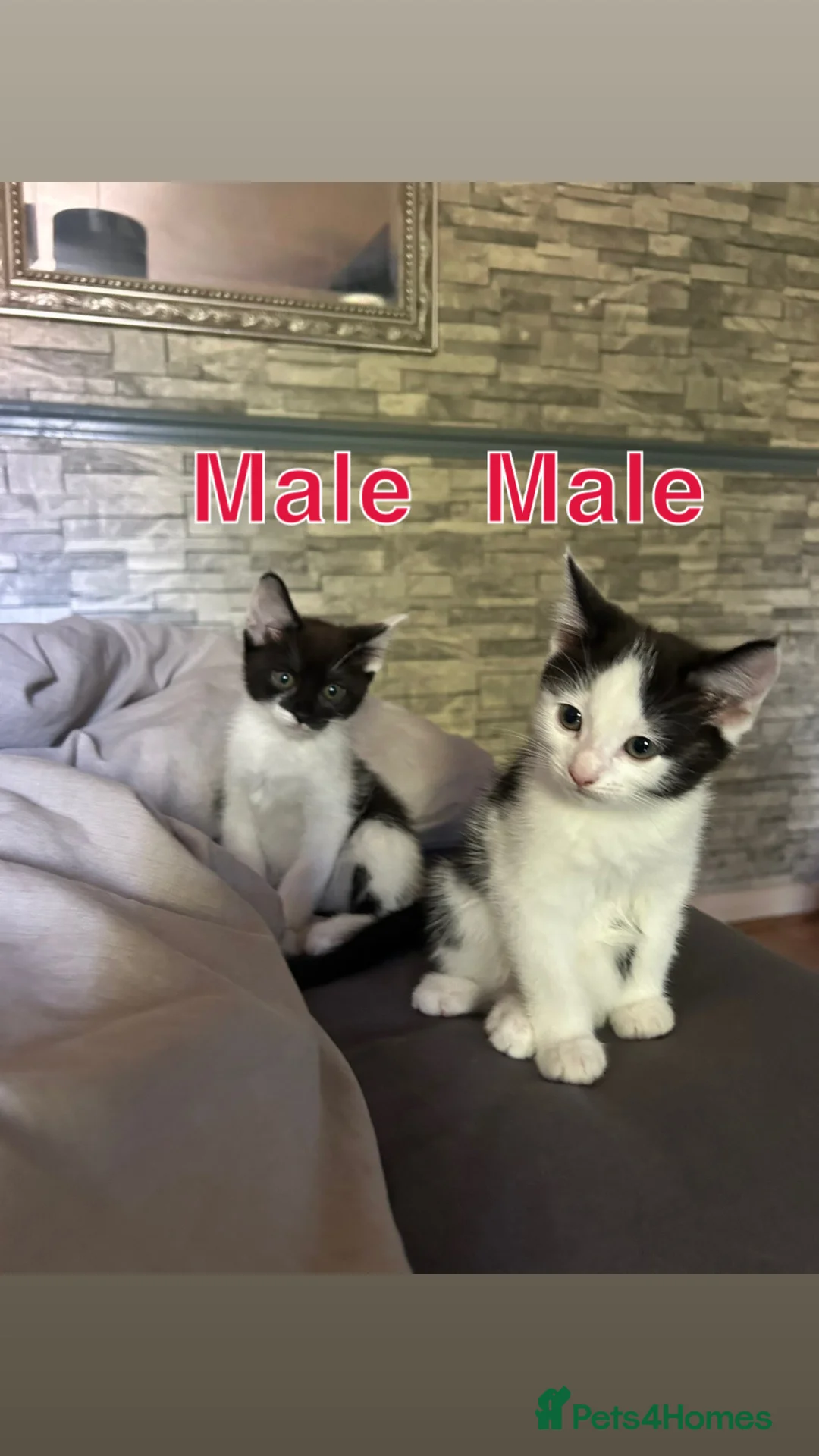 British Shorthair cats for sale: Beautiful Black & White Kittens  - Advert 2