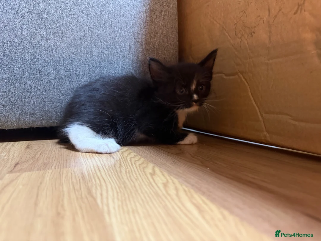 Korat cats for sale: 2 beautiful kittens for sale!!! - Advert 6