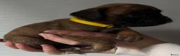 Boxer dogs for sale: Beautiful Boxers - Advert 5