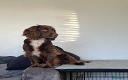 Cocker Spaniel dogs for stud: Working cocker spaniel available for stud  - Image 9