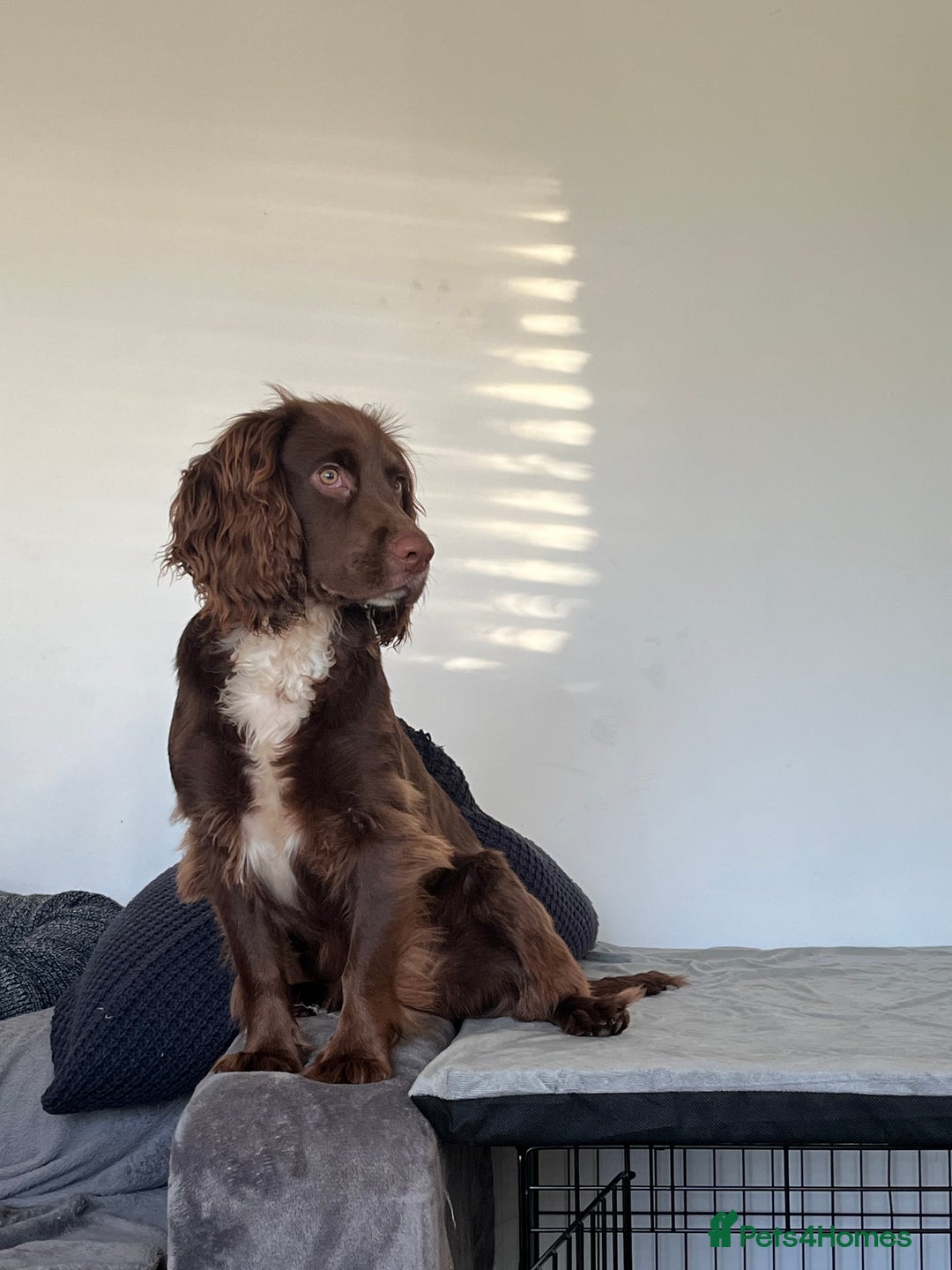 Cocker Spaniel dogs for stud: Working cocker spaniel available for stud  - Image 9
