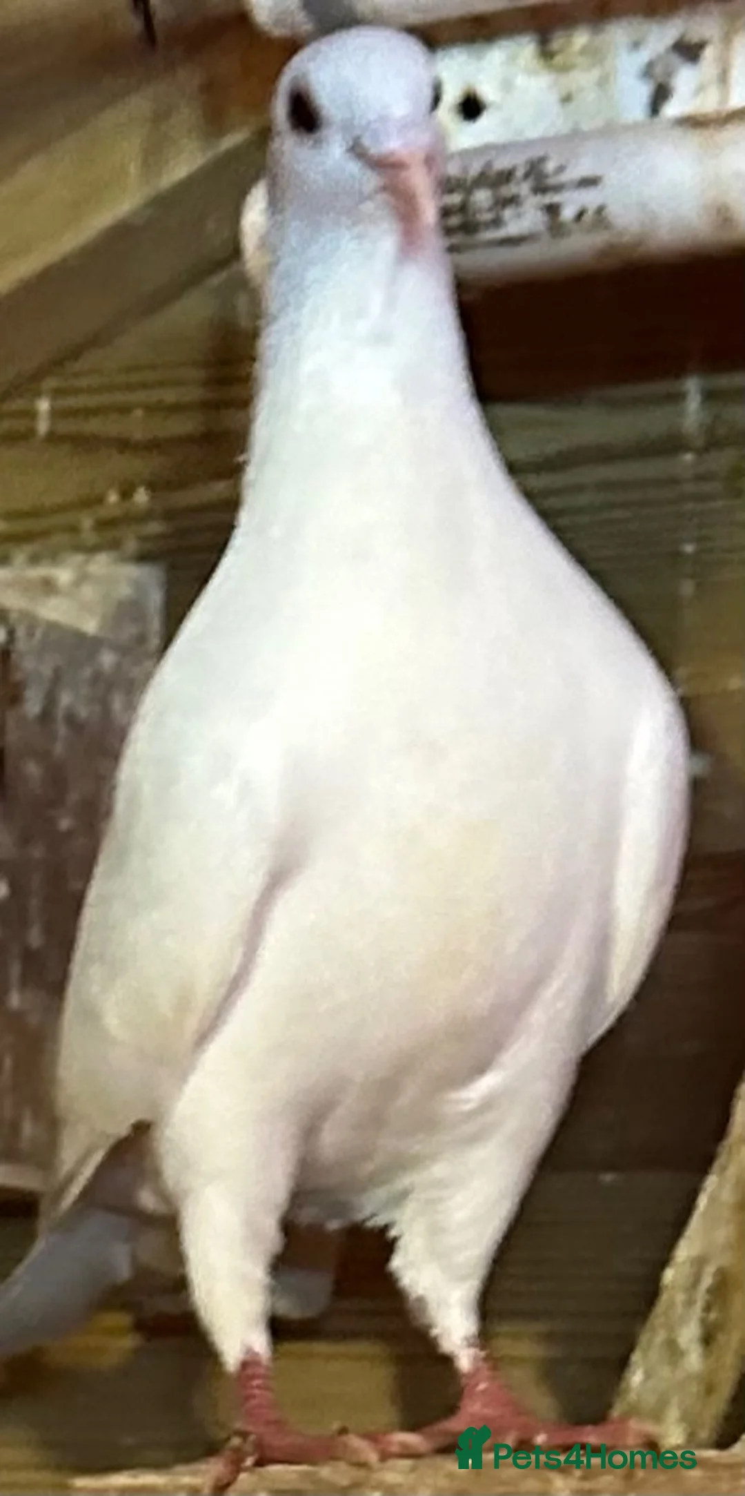 Pigeons birds for sale: Logan Male and female Pigeons. Not ringed - Advert 4