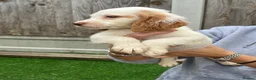 Cocker Spaniel dogs for sale: Show cocker spaniel  - Advert 15