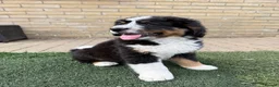 Bernedoodle dogs for sale: 2 gorgeous bernedoodle puppies available😍 - Advert 10