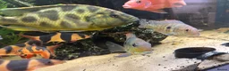 Cichlids fish for sale: Cichlids and clown loach for sale  in Ware - Advert 8