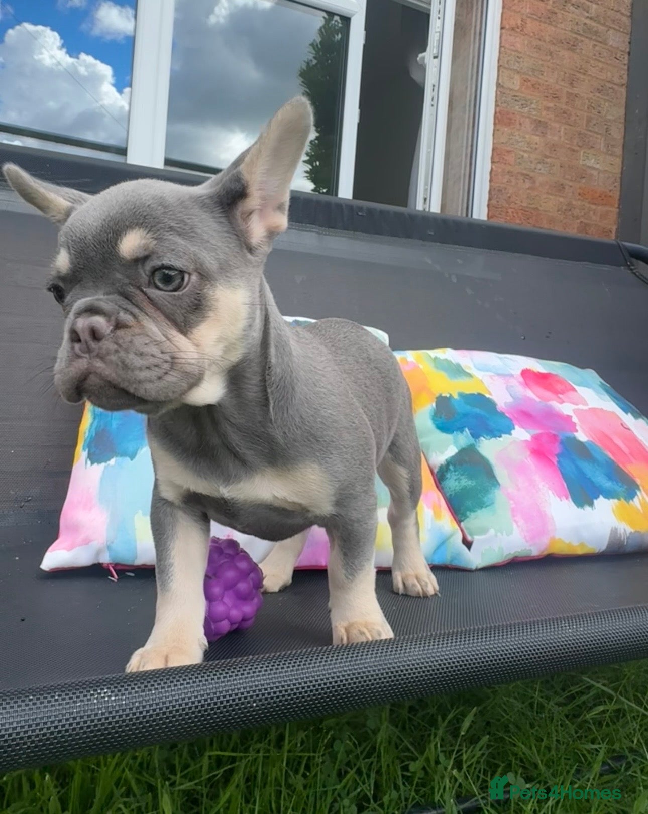 French Bulldog dogs for sale: Frenchie Puppies Ready to go now  in Halesowen - Advert 18