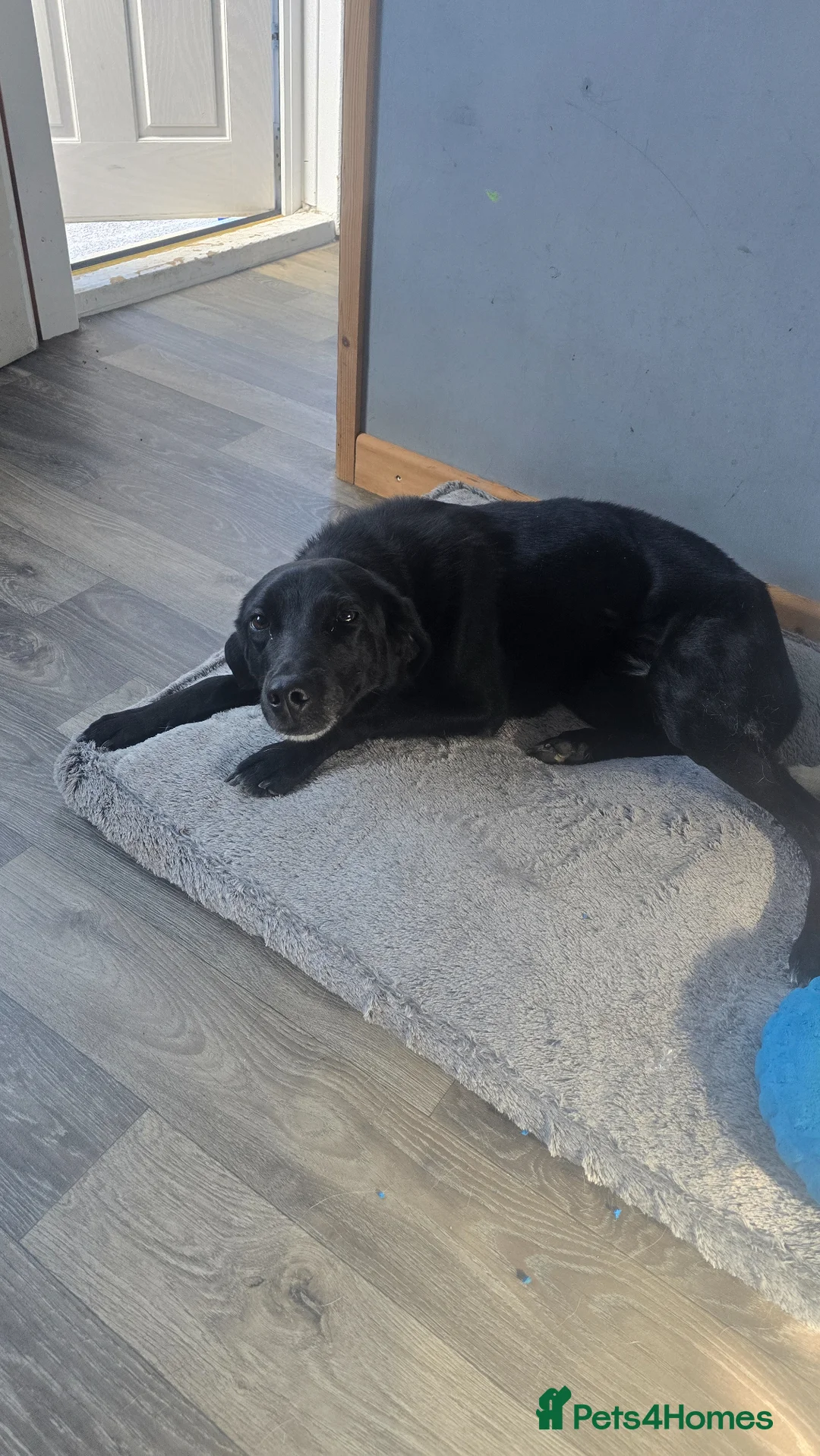 Borador dogs for sale: Borador (nori) for sale - Advert 6