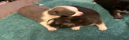 Chihuahua dogs for sale: Chihuahua puppies 2 boys & 1 girl, ready mid sept in Doncaster - Advert 12