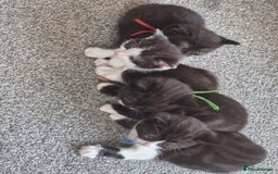 British Shorthair cats for sale: British Shorthair Mix Kittens  - Image 33