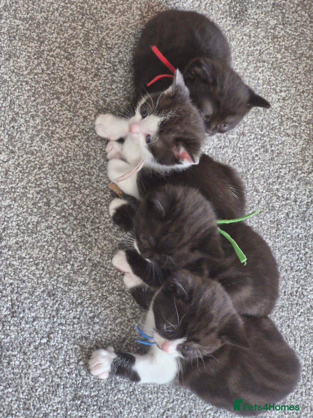 British Shorthair cats for sale: British Shorthair Mix Kittens  - Image 33
