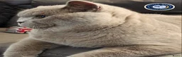 British Shorthair cats for stud: Exclusive Russian Bloodlines British SH Lilac Stud - Advert 6